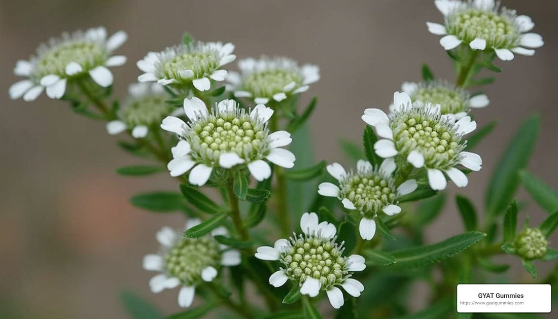 Sleep Better Tonight: Top Products with Magnesium Threonate, Apigenin, and L-Theanine